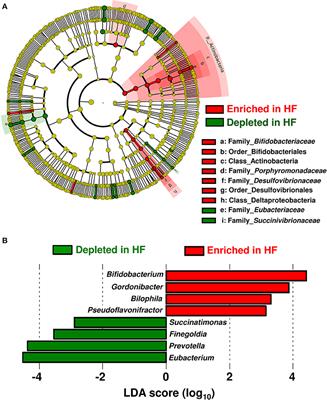 Uncovering the Role of Gut Microbiota in Amino Acid Metabolic Disturbances in Heart Failure Through Metagenomic Analysis